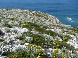 Image of Achyranthemum paniculatum