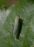 Image of Cicadella viridis (Linnaeus 1758)