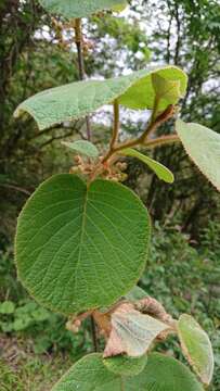 Plancia ëd Actinidia chinensis var. setosa H. L. Li