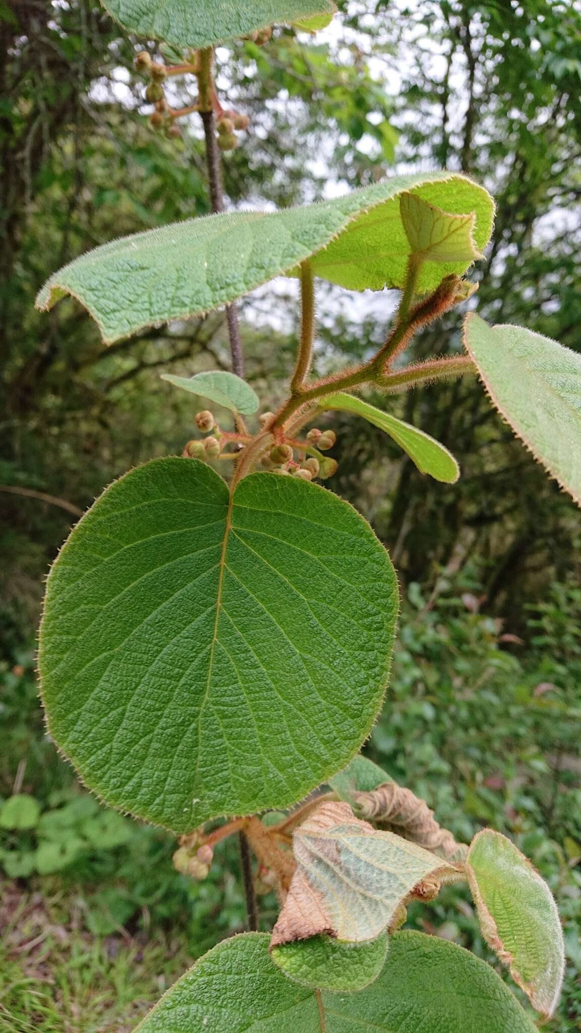 Image of Actinidia chinensis var. setosa H. L. Li