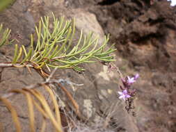 Image of Campylanthus salsoloides Roth