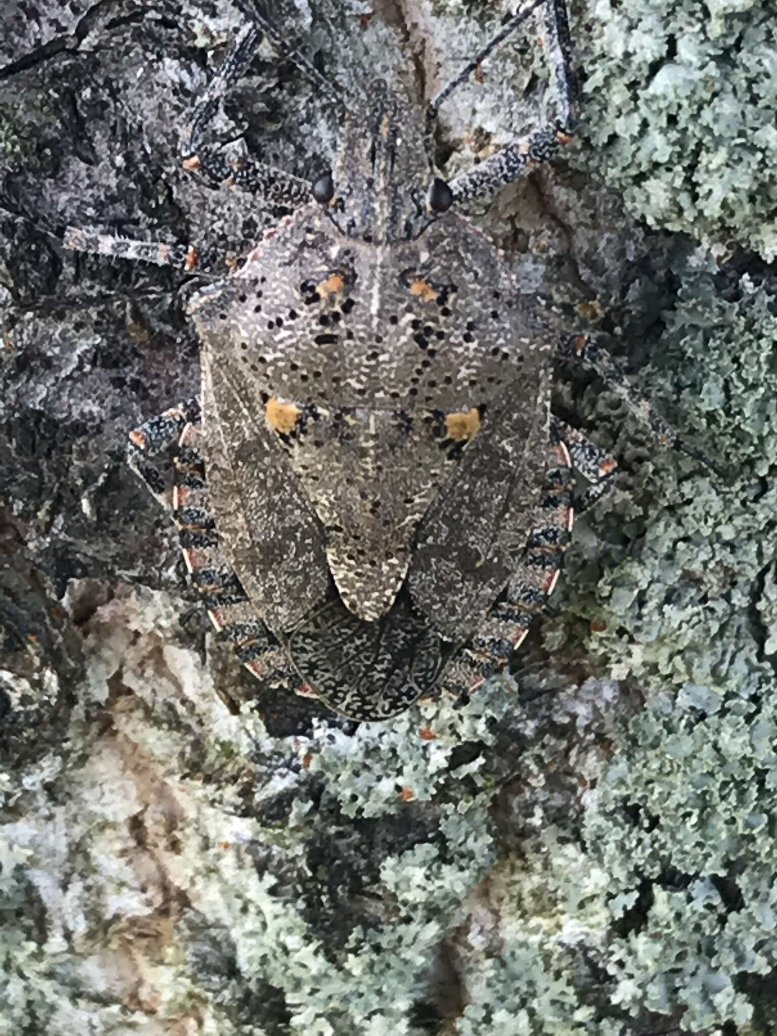 Image of Four-humped Stink Bug