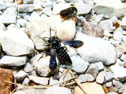 Image of Carpenter-mimic Cuckoo-leaf-cutter