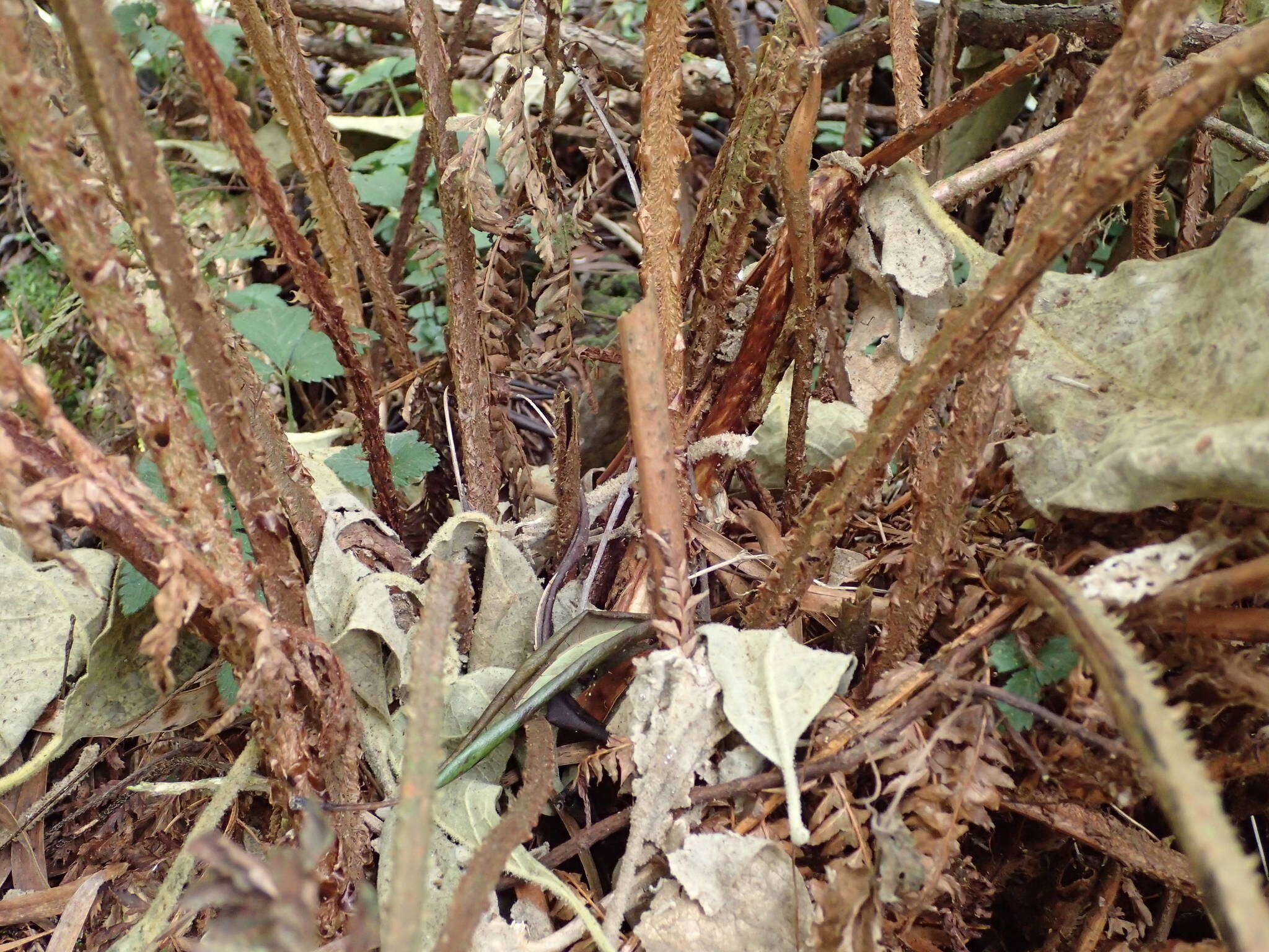 Imagem de Polystichum ammifolium (Desv.) C. Chr.