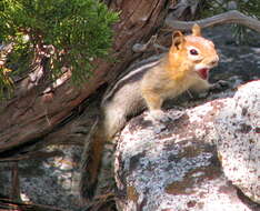 Image of Callospermophilus Merriam 1897