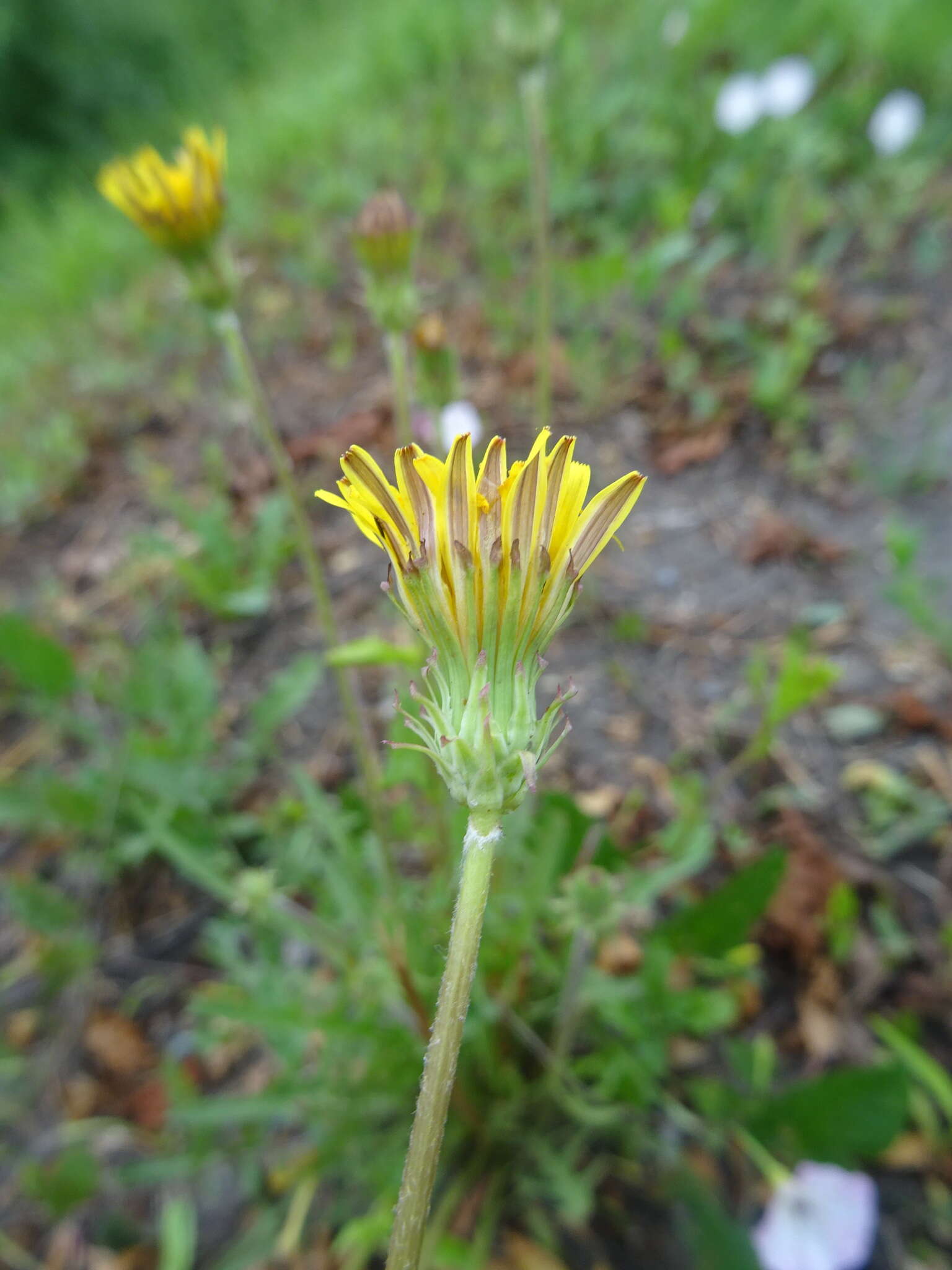 Plancia ëd Taraxacum scariosum (Tausch) Kirschner