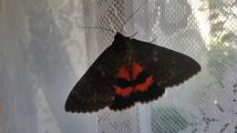 Image of french red underwing