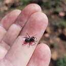 Image of Systenoplacis vandami (Hewitt 1916)