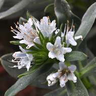 Image of Lobostemon montanus (DC.) Buek