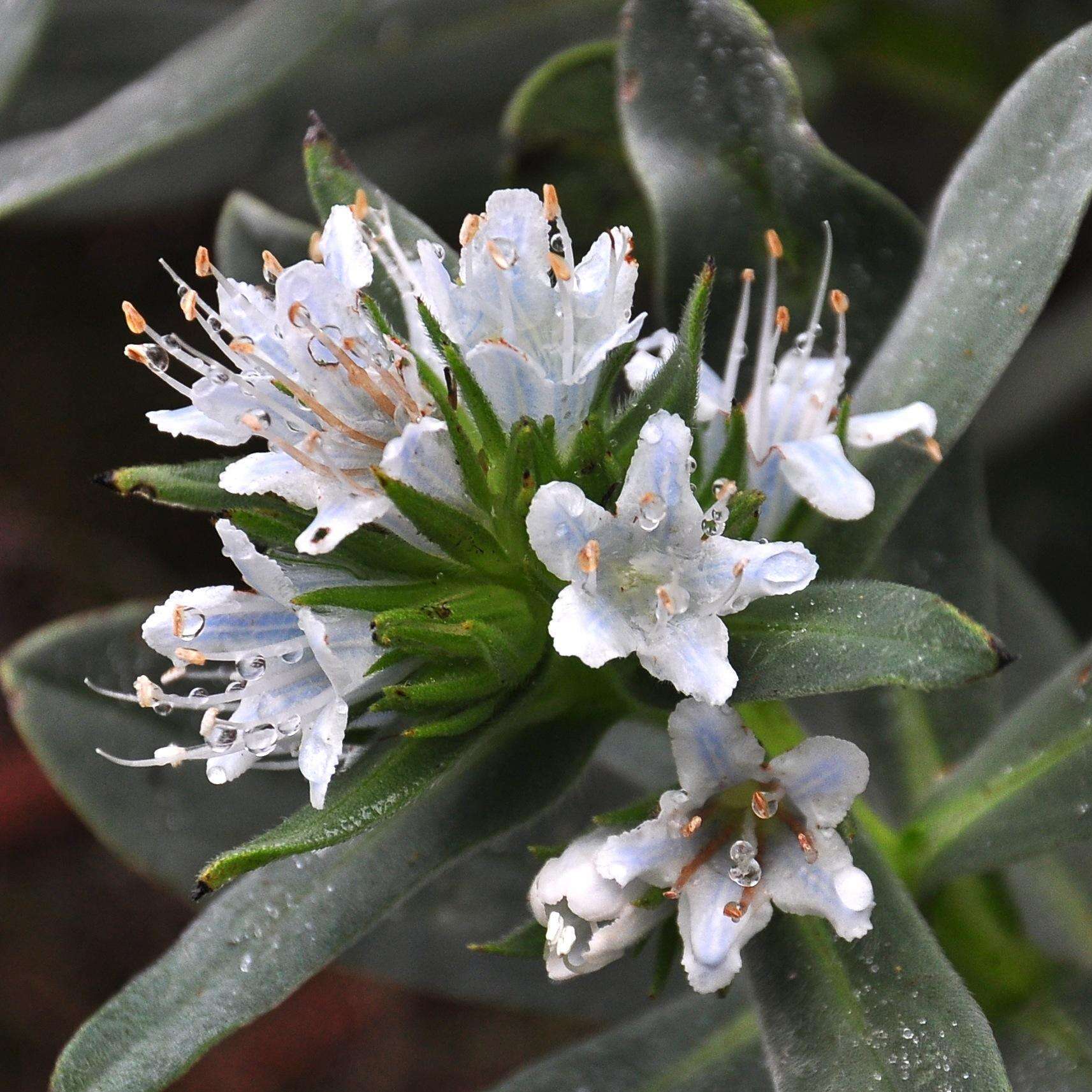 Image of Lobostemon montanus (DC.) Buek