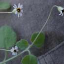 Plancia ëd Felicia cymbalariae subsp. cymbalariae