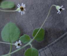 Imagem de Felicia cymbalariae subsp. cymbalariae