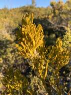 Image of dense mistletoe