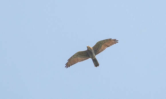 Image of Grey-faced Buzzard