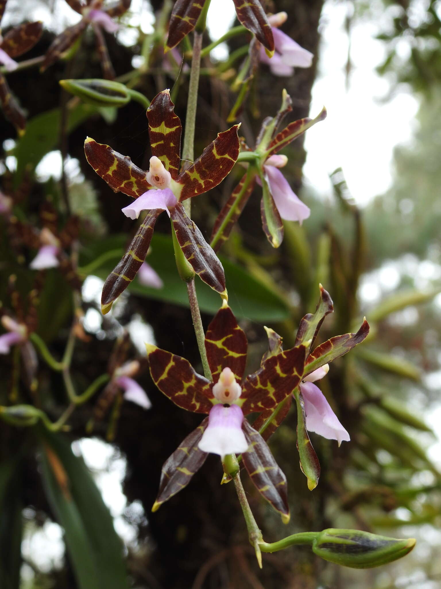 Image of Oncidium reichenheimii (Linden & Rchb. fil.) Garay & Stacy