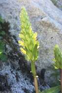 Imagem de Pedicularis bracteosa var. flavida (Pennell) Cronq.