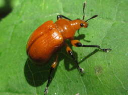 Image of Henicolabus giganteus Voss 1925