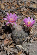 Echinocereus adustus subsp. adustus的圖片