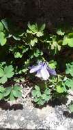 Image of Rocky Mountain blue columbine