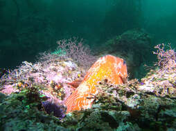 Image of Vermilion rockfish