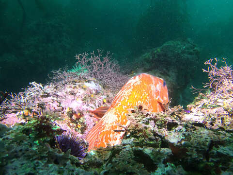 Image of Vermilion rockfish