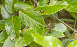 Image of Nicobar Island Skink