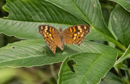 Image of Junonia erigone Cramer 1779