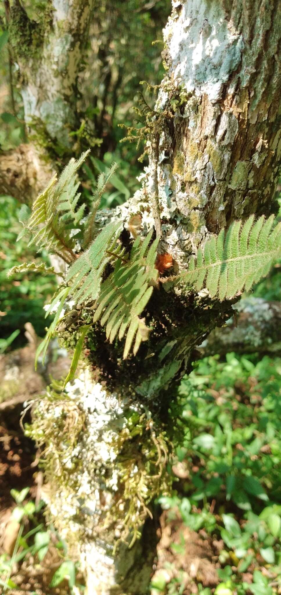 Sivun Pleopeltis hirsutissima (Raddi) Sota kuva