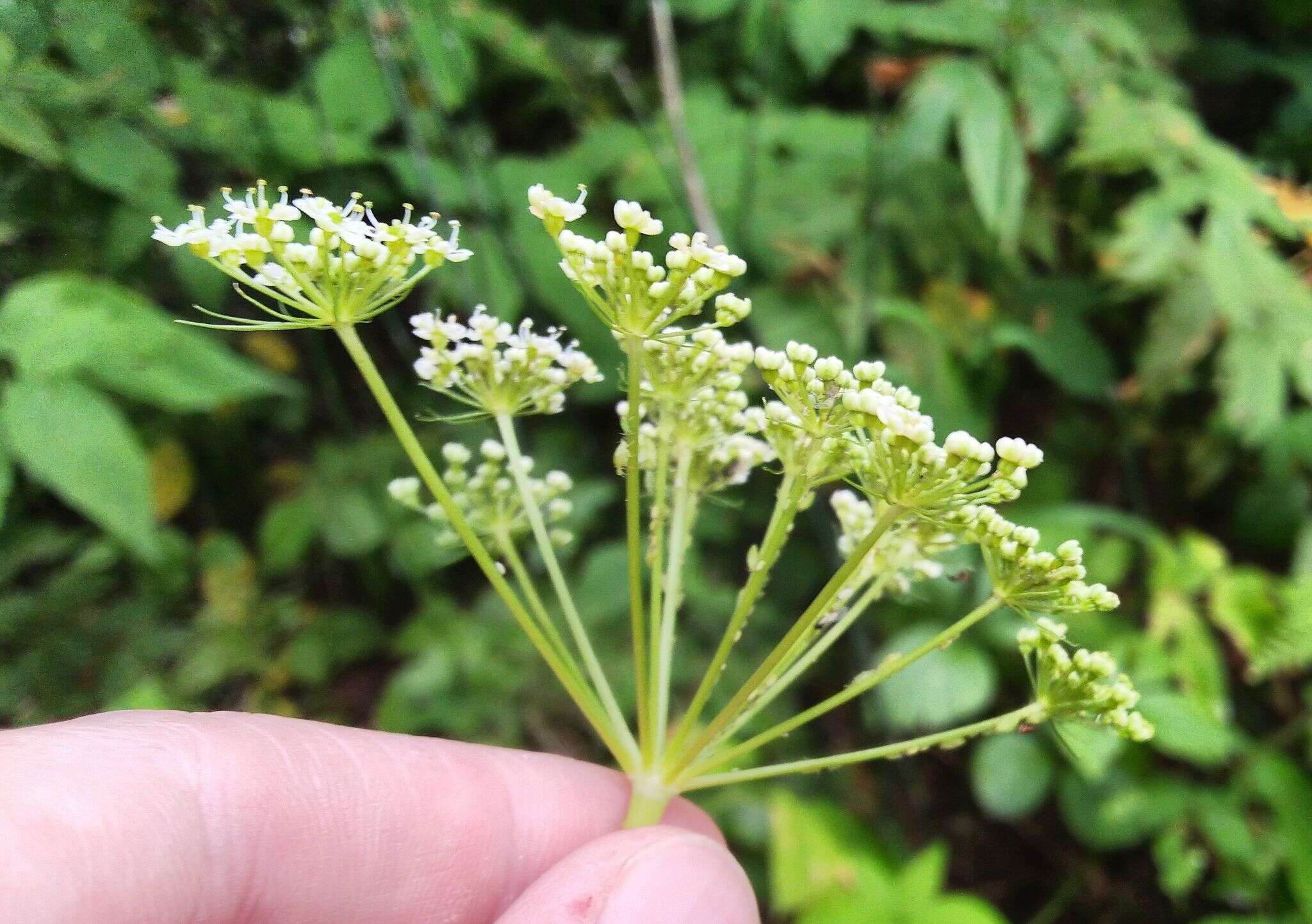 Слика од Conioselinum tataricum Hoffm.