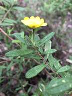 Image of Hibbertia furfuracea (DC.) Benth.