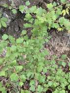 Image de Ribes rotundifolium Michx.