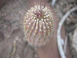 Image de Ceropegia coleorum (Plowes) Bruyns