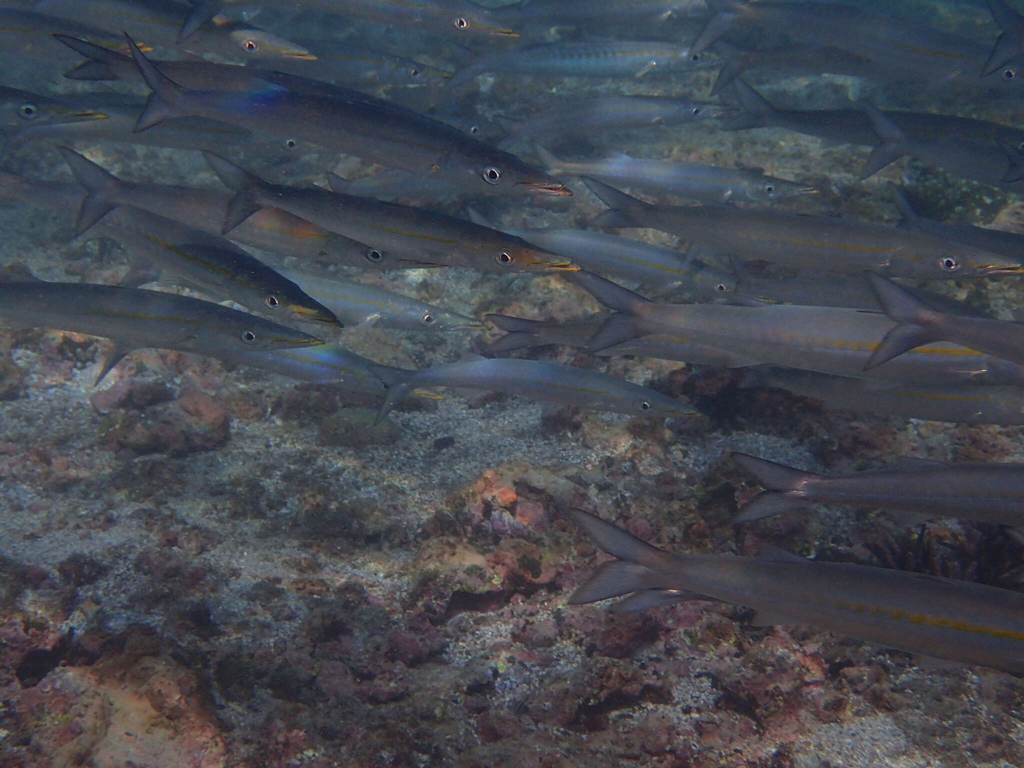 Image of Pelican barracuda