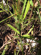 Image of sidecluster milkweed