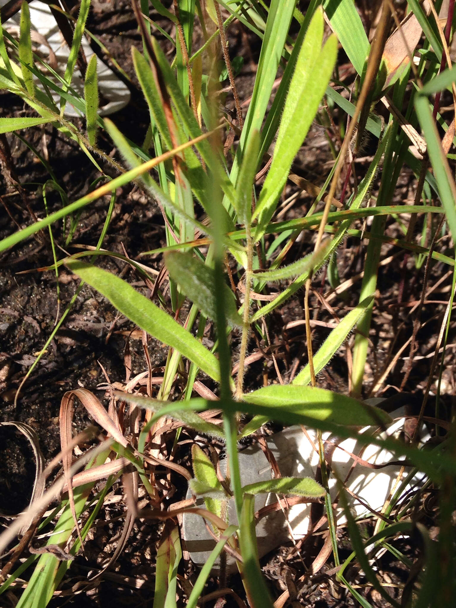 Image of sidecluster milkweed