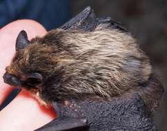 Image de Pipistrelle de Savi