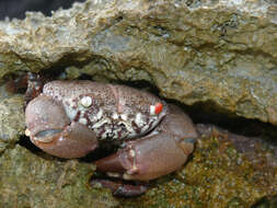 Image of smooth redeye crab