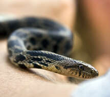 Image of Pantherophis ramspotti Crother, White, Savage, Eckstut, Graham & Gardner 2011