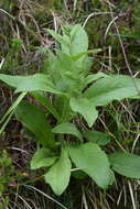 Image of dwarf oxeye