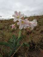 Imagem de Crinum macowanii Baker