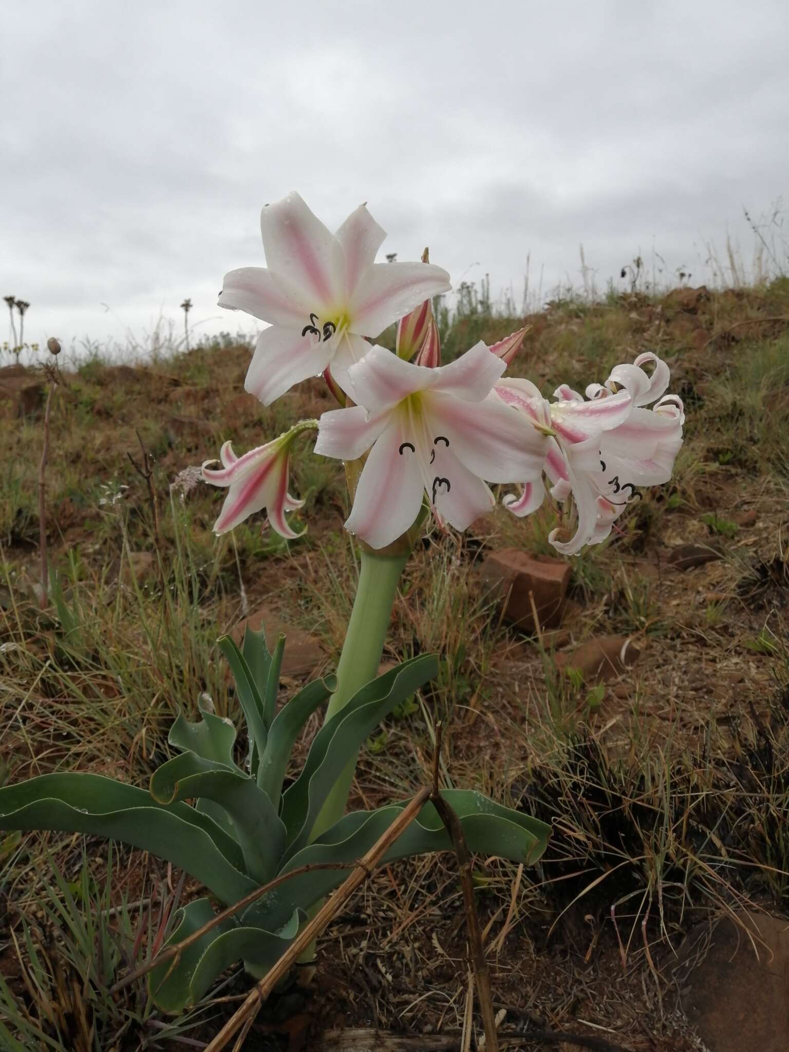 Imagem de Crinum macowanii Baker