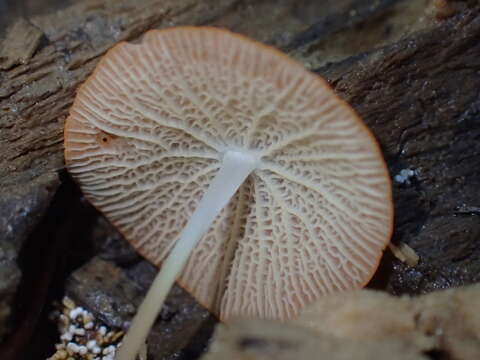 Image of Marasmius cladophyllus Berk. 1856