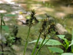 Image of Smooth-Sheath Sedge