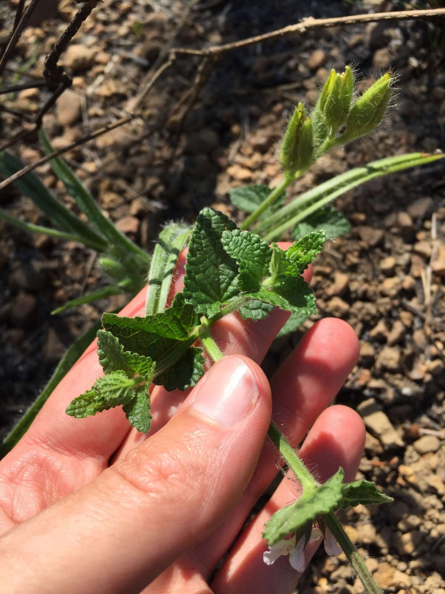 Imagem de Stachys natalensis var. natalensis