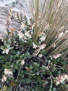 Imagem de Gaultheria colensoi Hook. fil.