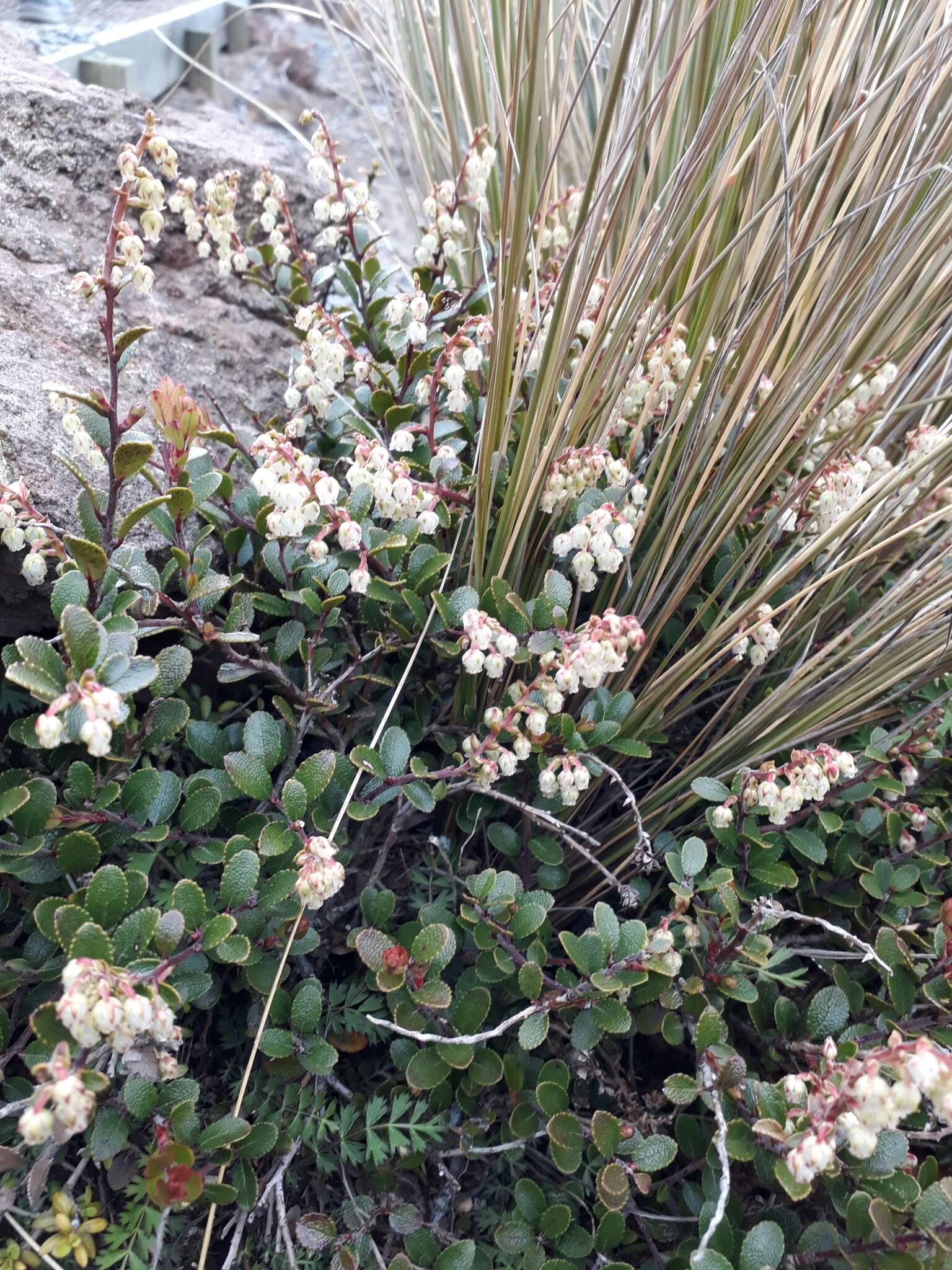 Image of Gaultheria colensoi Hook. fil.