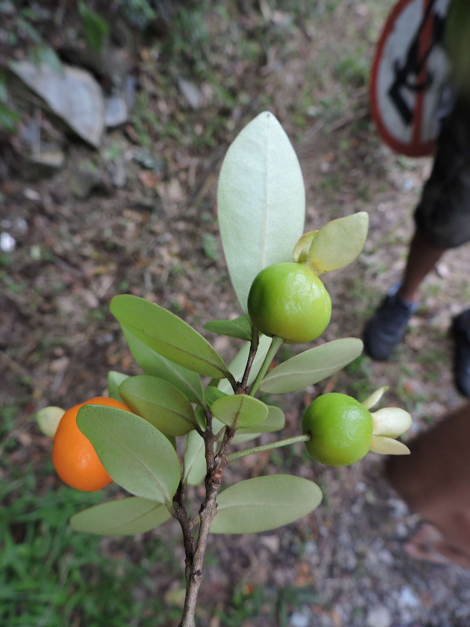 Image of Eugenia speciosa Cambess.