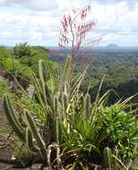 Image de Cereus hexagonus (L.) Mill.