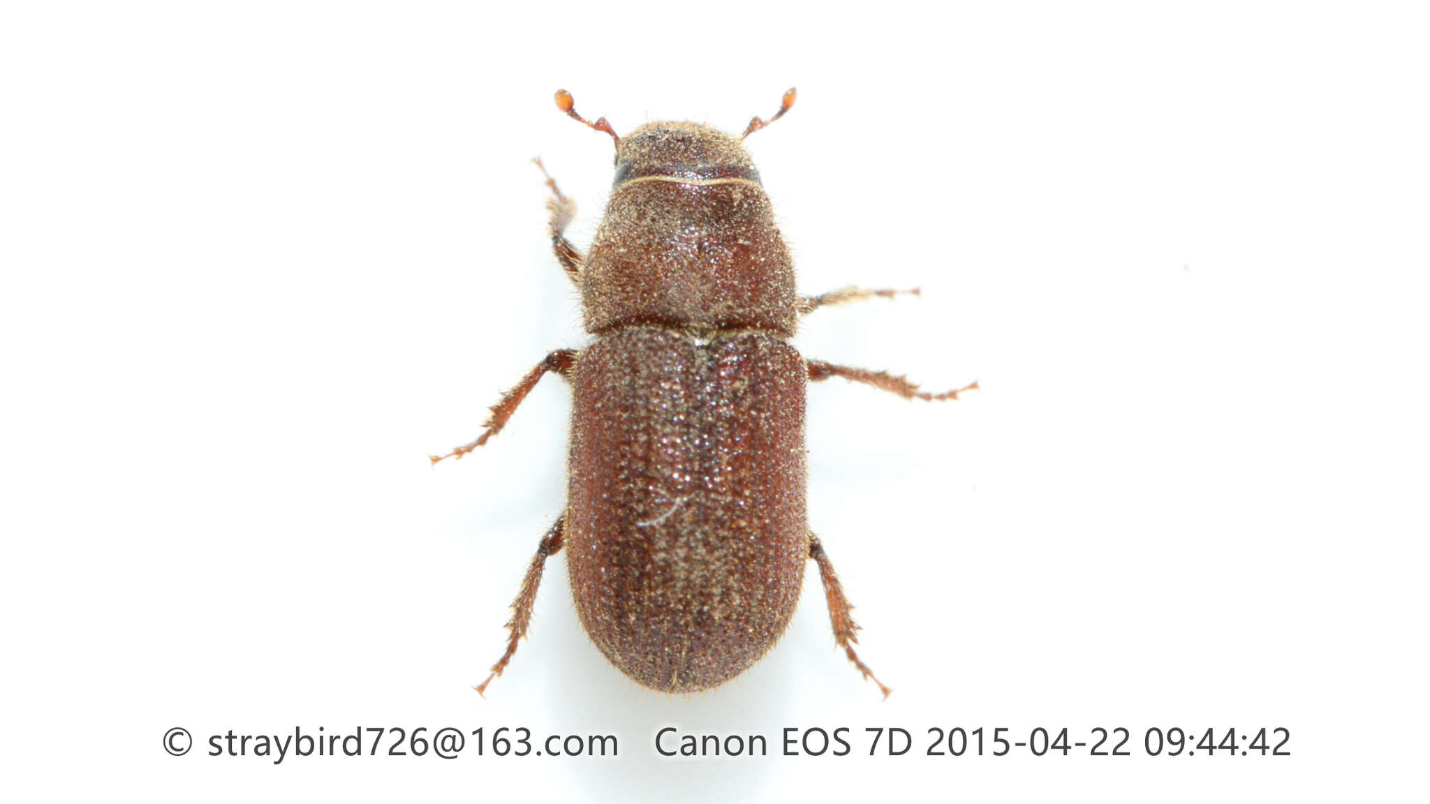 Image of Red Turpentine Beetle