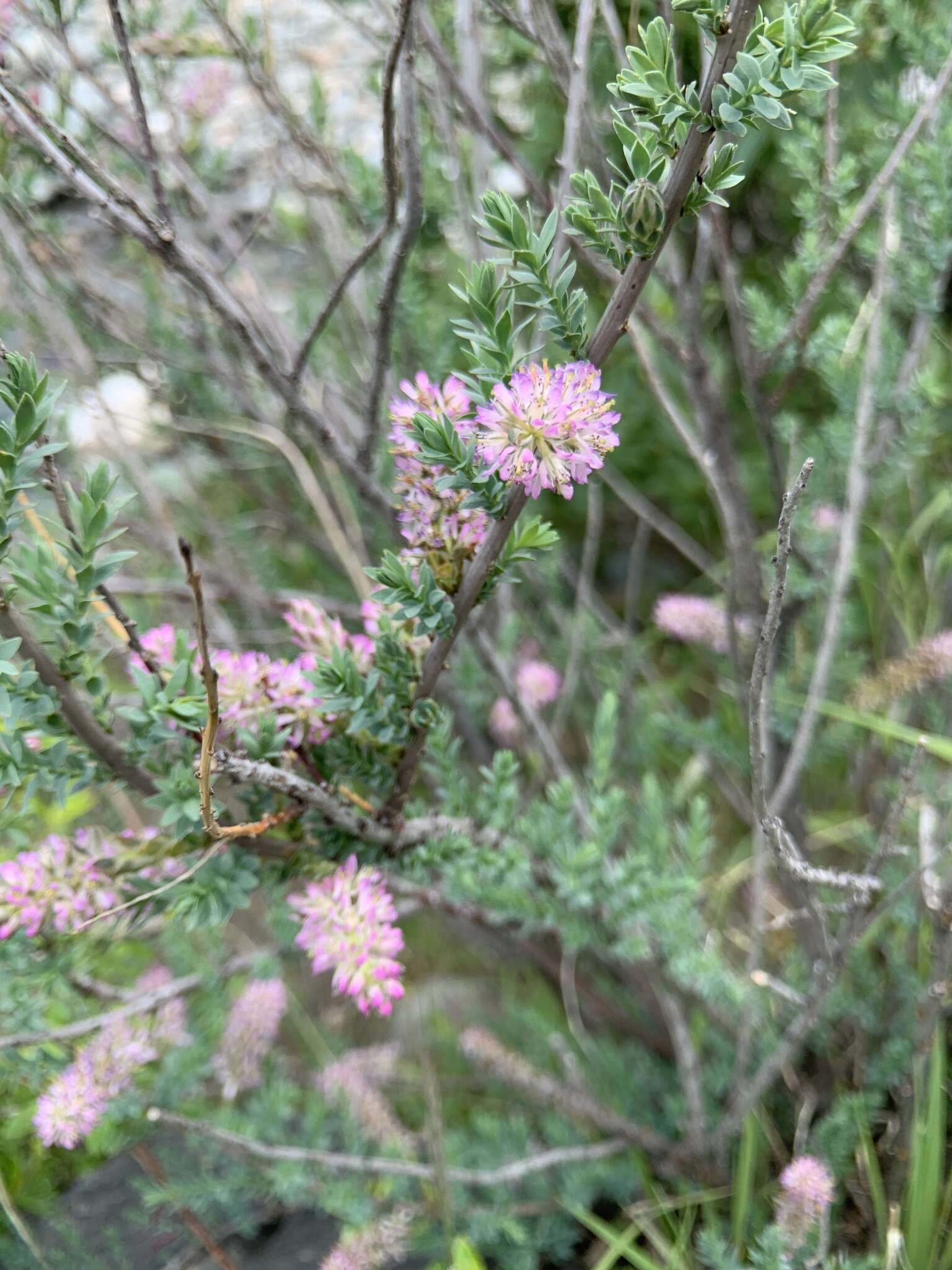 صورة Myricaria longifolia (Willd.) Ehrenb.